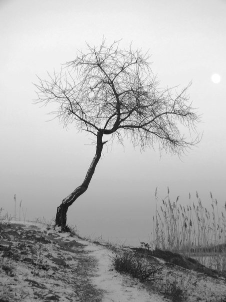 Одинокое дерево - Влад Борышпол