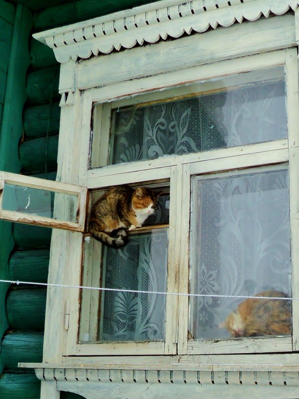 Кошки в деревенском окошке. - Ольга Кривых