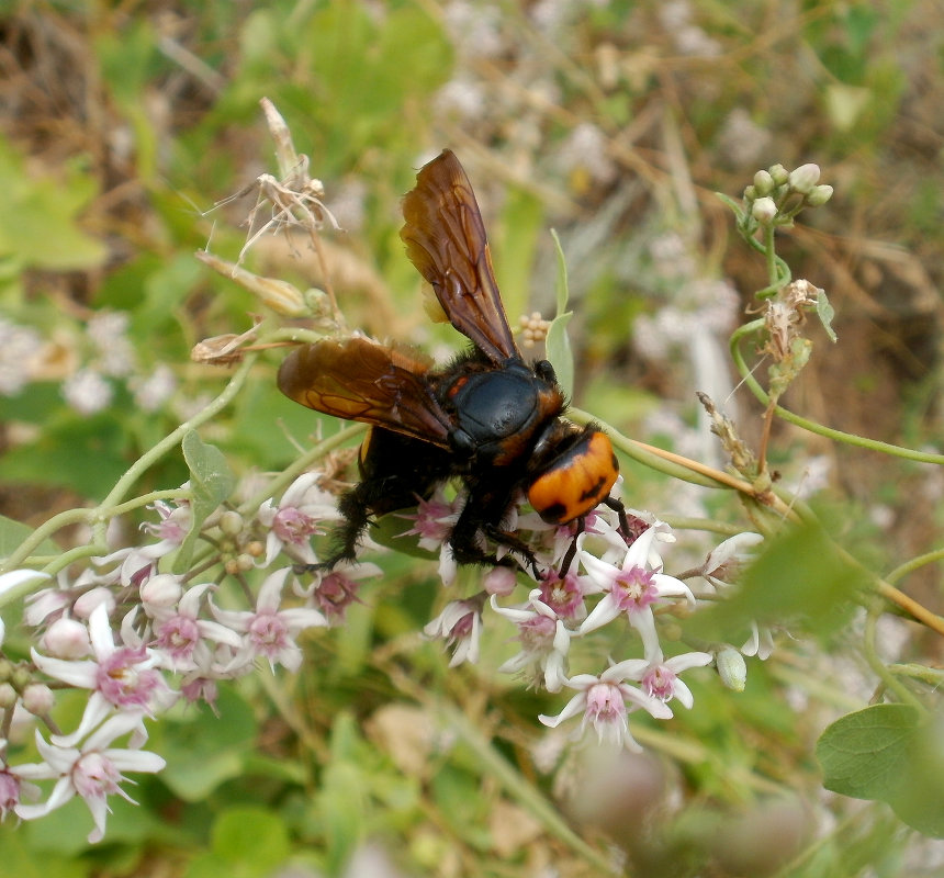 Сколия-гигант (Megascolia maculata) - Максим Есменов