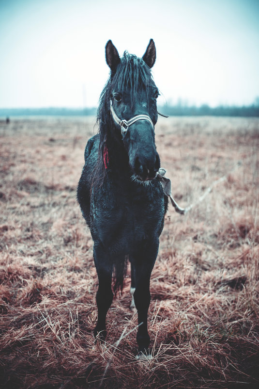 Черный конь - Андрей Родин
