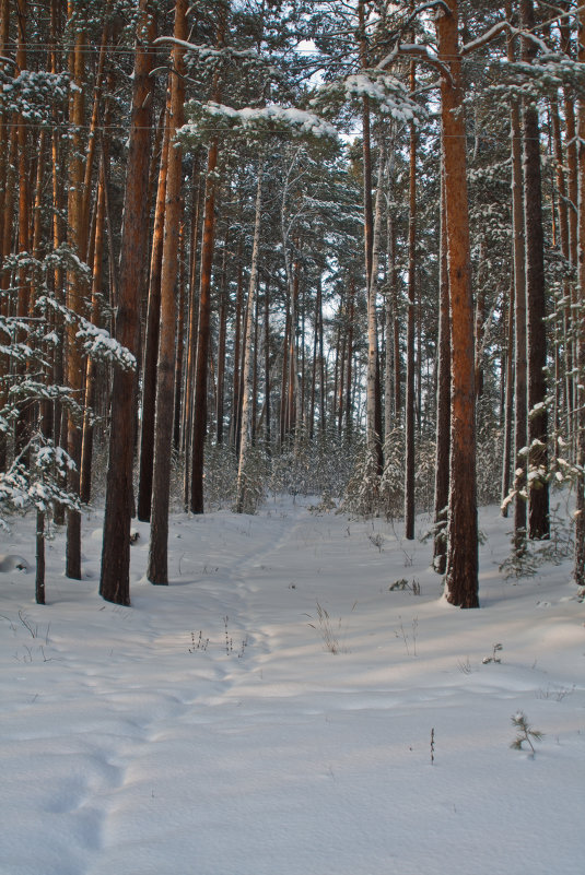 Зимний лес... - игорь козельцев