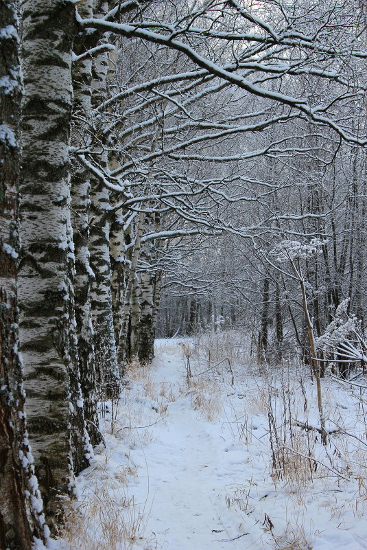 наконец-то зима! - Наталья Лунева 