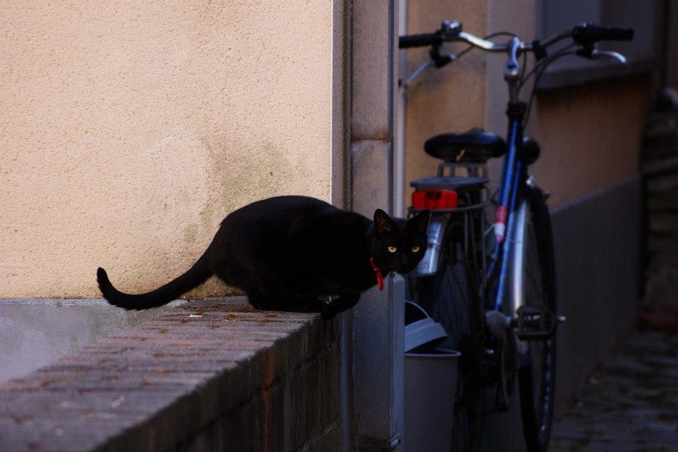 Черный-черный-черный кот - Юляшка 