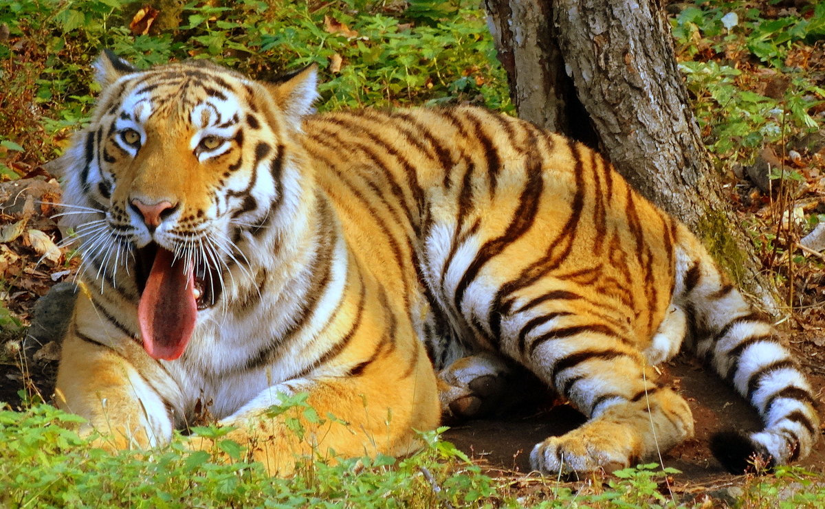 Амурский тигр - Лилия Гиндулина