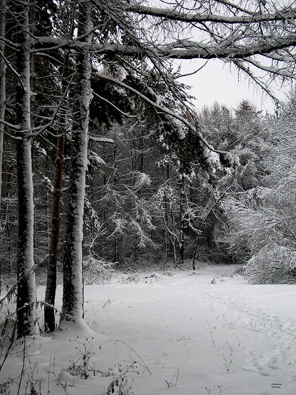 Тропинка в зимнем лесу - Виктор Вуколов
