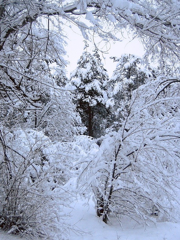 Зимний лес - Lara 
