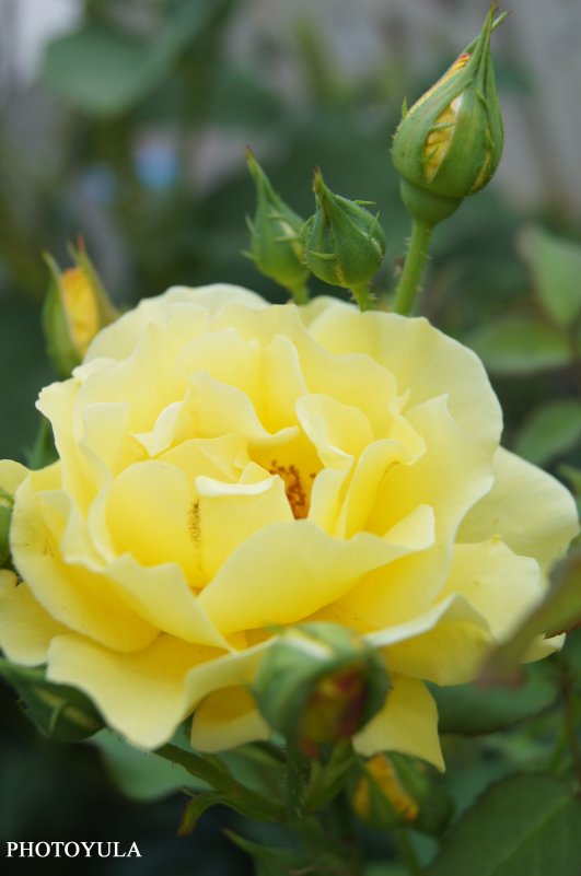 yellow rose - Yulia Konovalova