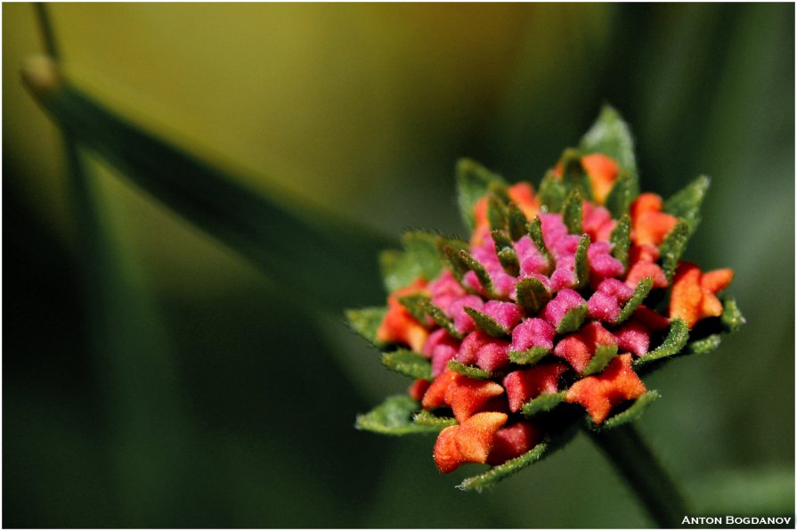 Egypt flower - Антон Богданов