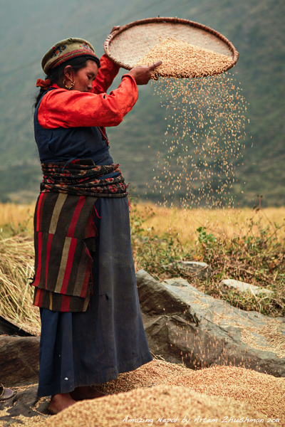 Harvest time - Artem Zhushman