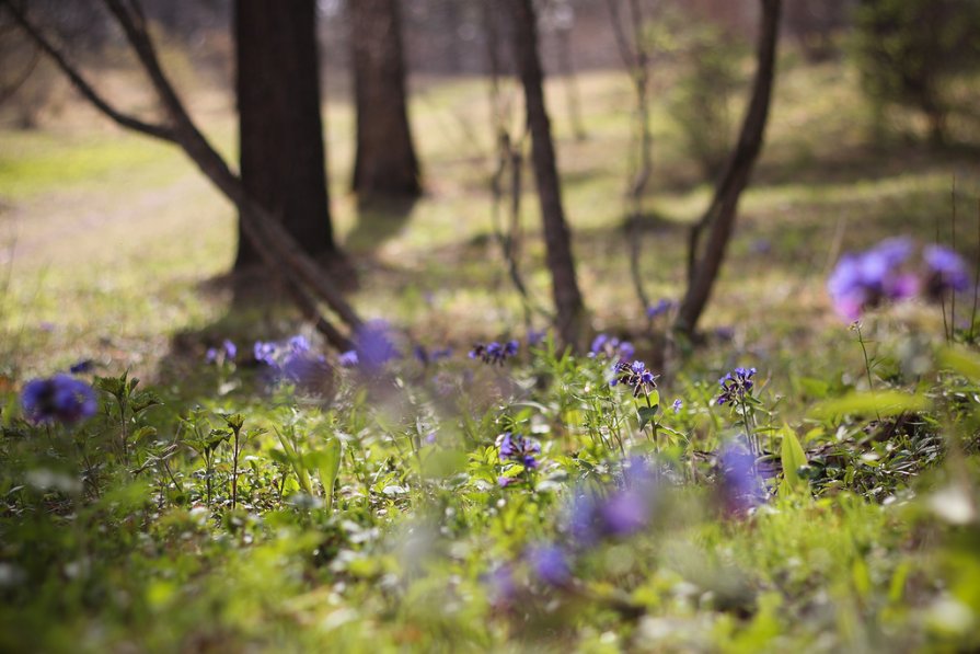 Когда Весна в лесу - Юлия Вяткина
