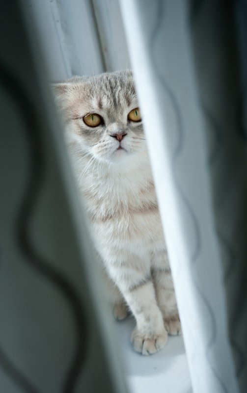 кошка Букля - Ксения Буко