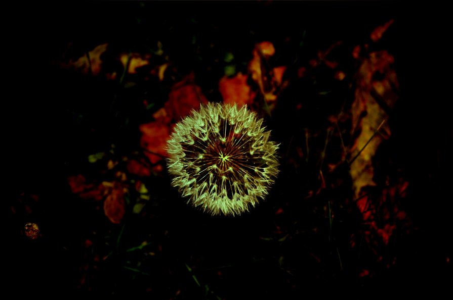 Осенний цветок - Натали V