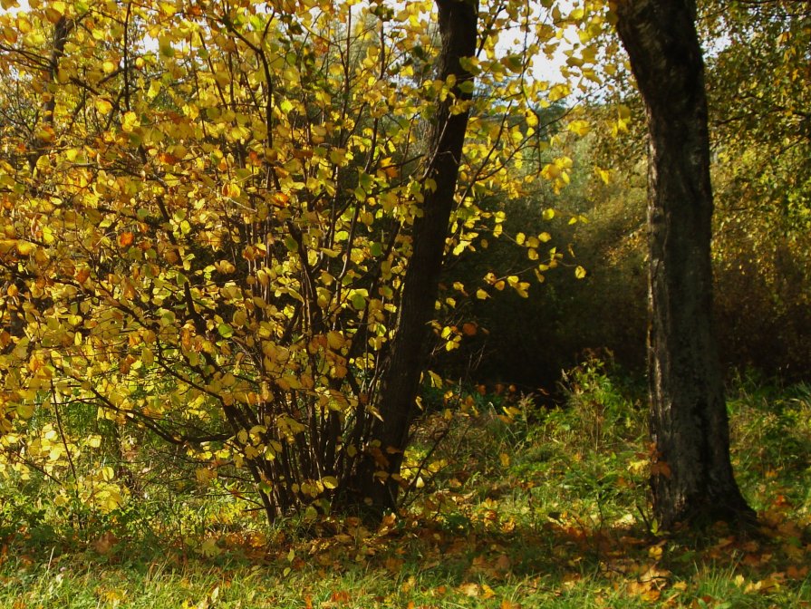 Осенние прогулки - Владимир Буравкин
