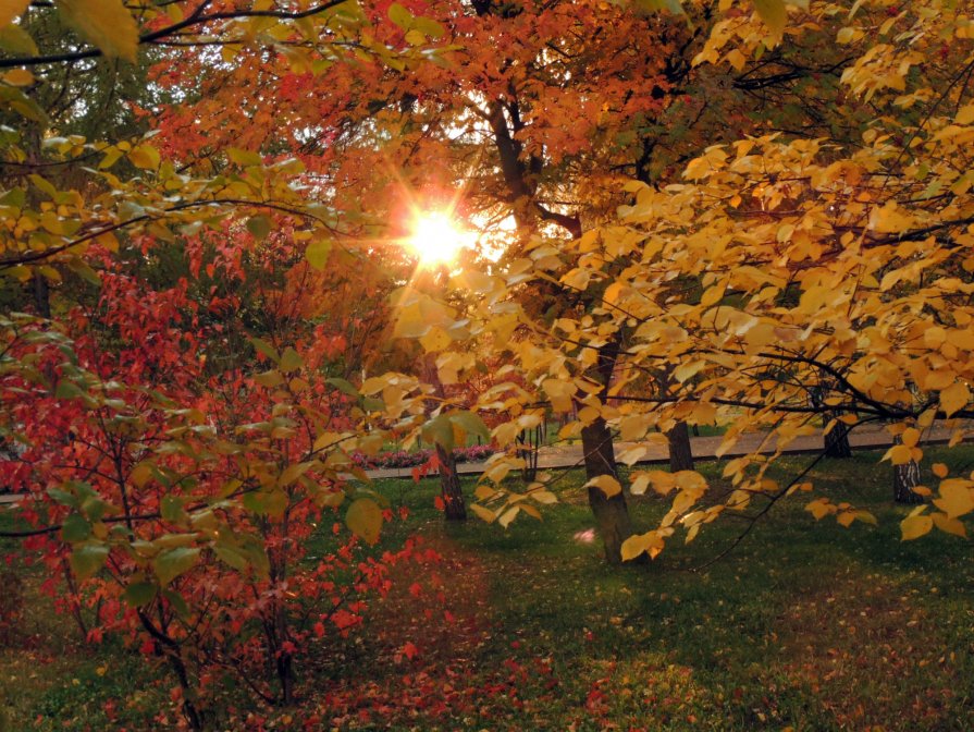 Солнце, жёлтые листья....... - Софья Закроева