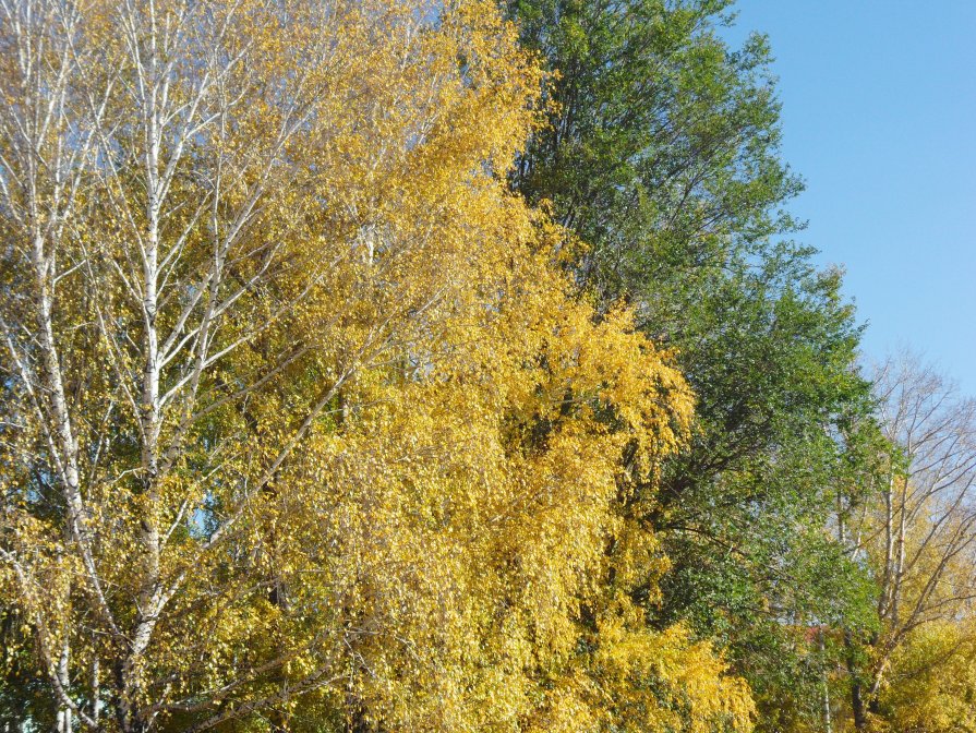 осень в красках - тамара антошкина