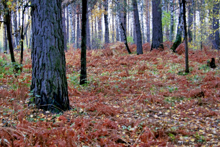 Октябрьский лес - Виктория Чагина