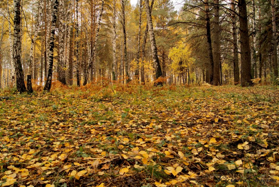 Октябрьский лес - Виктория Чагина