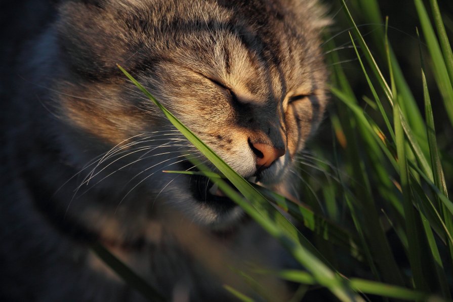 Травоядный кот - Егор Петров