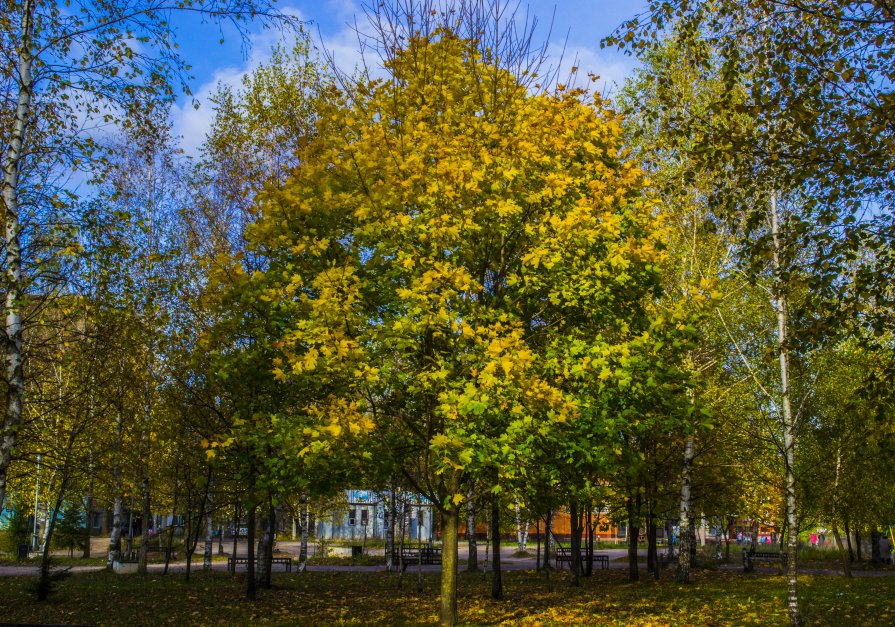 осень 2 - Павел Данилевский