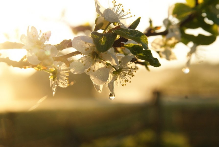 Когда яблони цветут - Валерия заноска