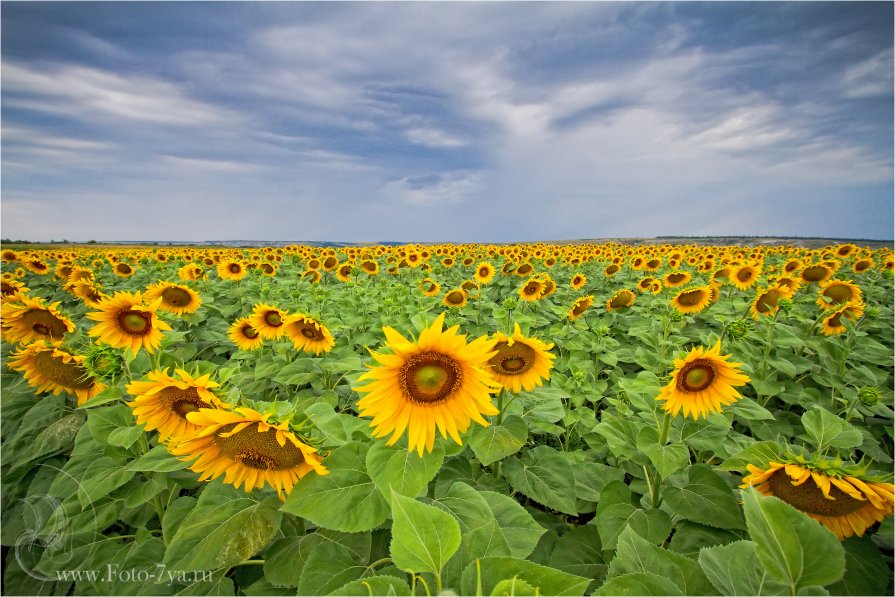 Солнечный цветок - Ekaterina Chichkova