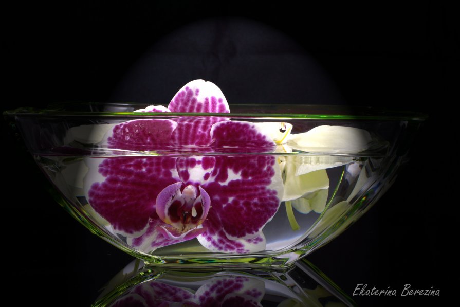 Орхидеи - Екатерина Березина