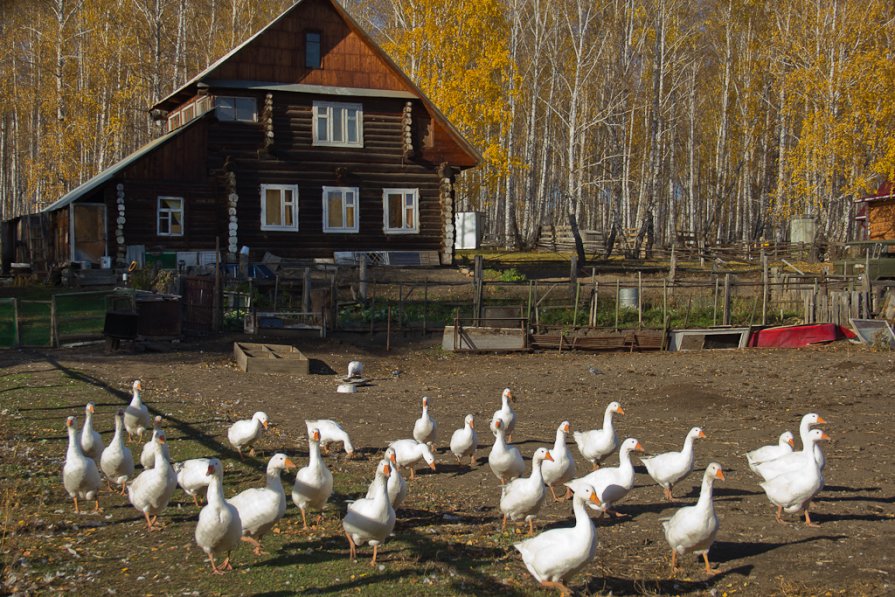 гуси - Ольга Рябчикова