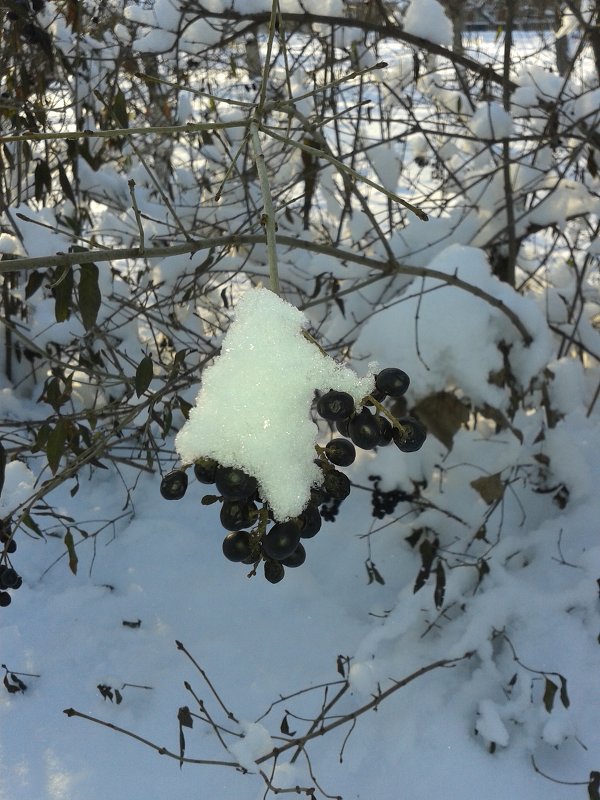 волчьи ягоды в снегу - Юлия Закопайло