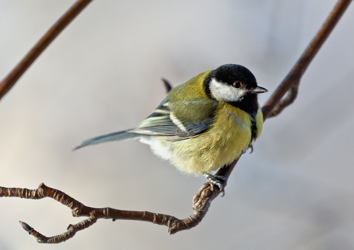 Great Tit - Анатолий Тимофеев