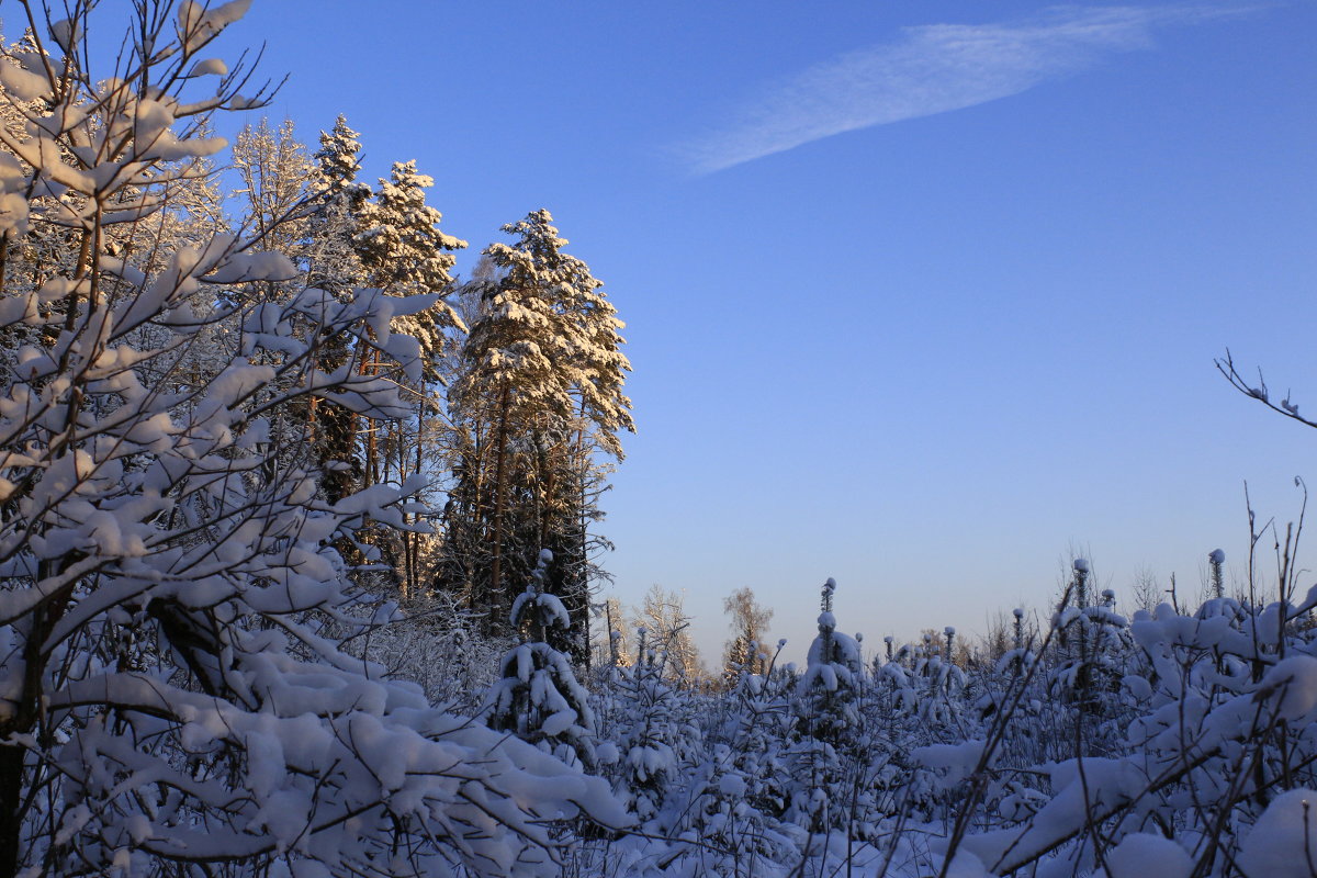 зимний лес - сергей 
