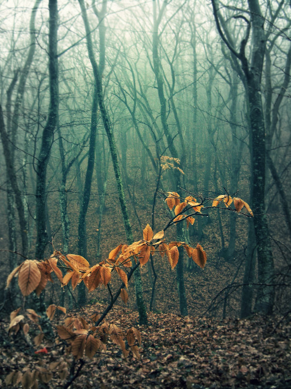 В тёмно-синем лесу... - Ольга Мальцева