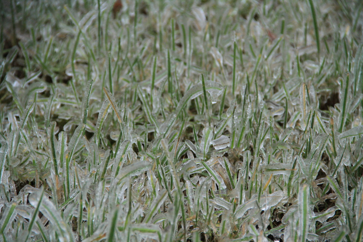 Ледяная трава - May Krukova