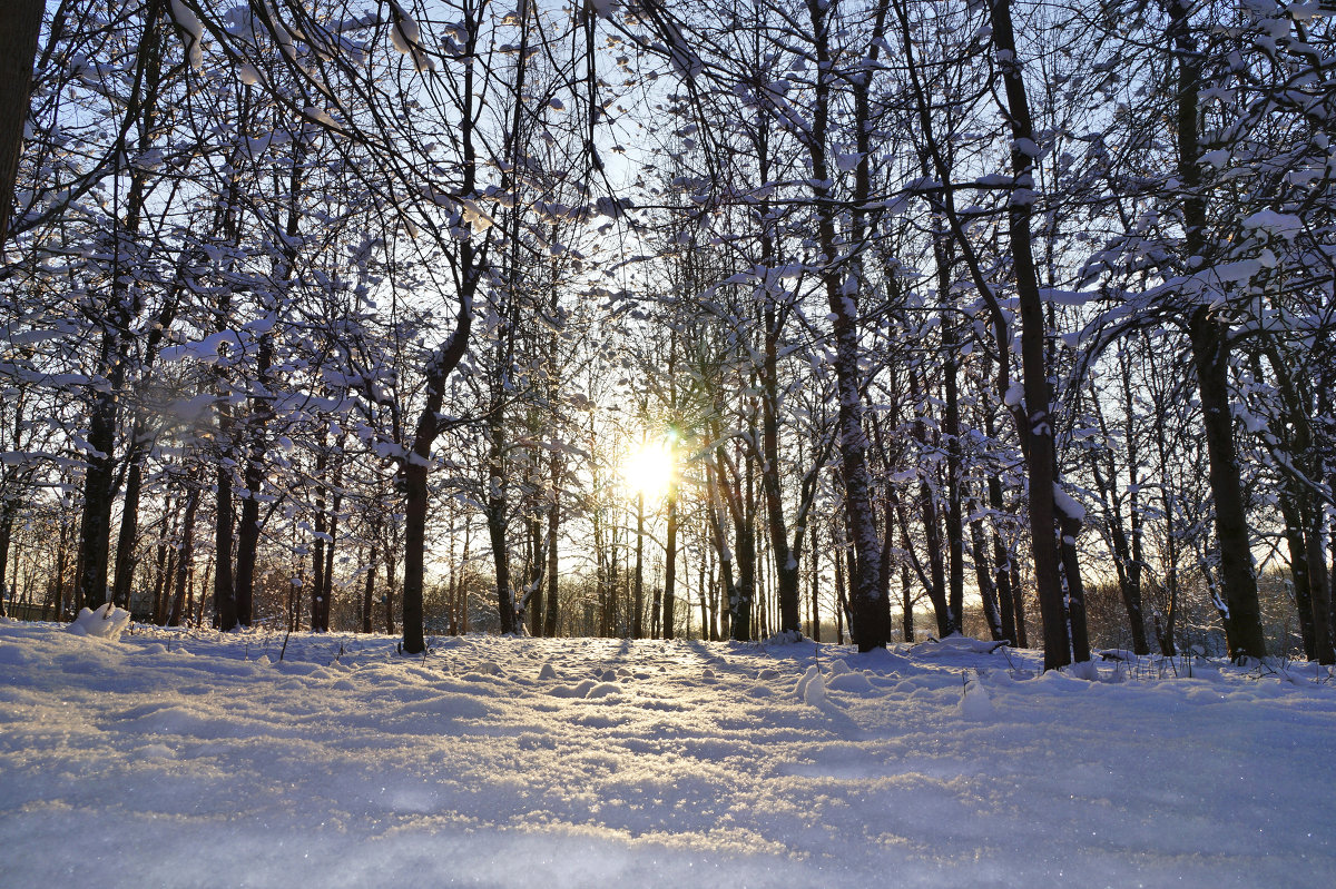 Зимняя природа в Подольске