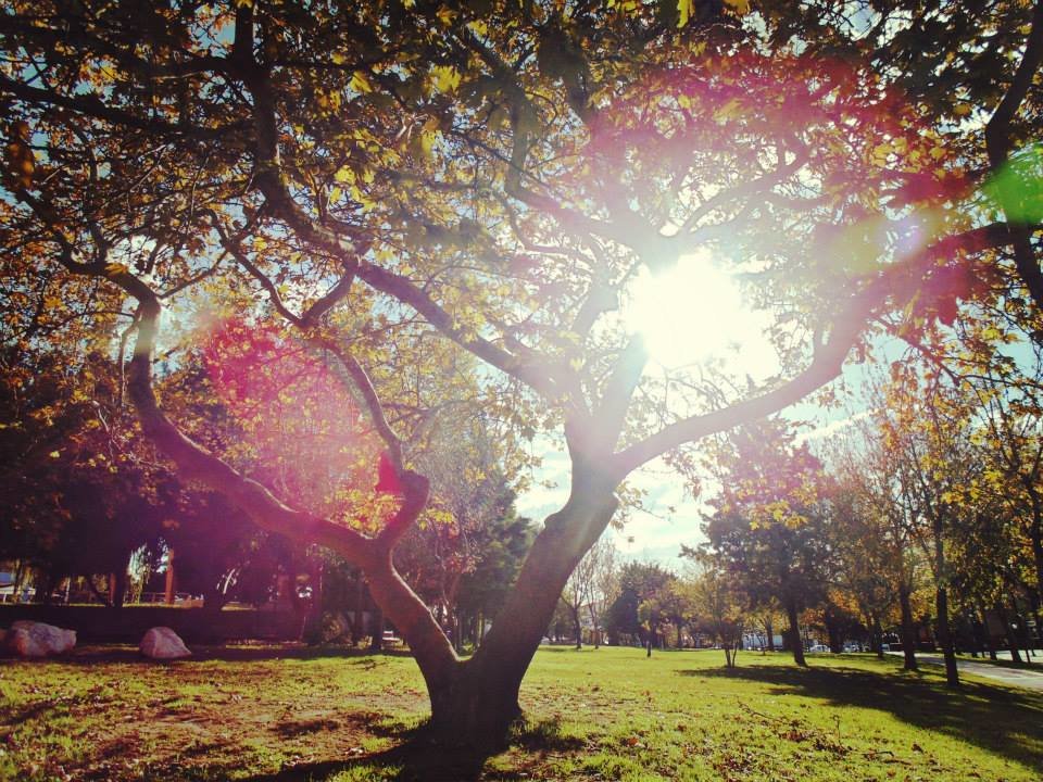 beautiful tree - Alinaki 