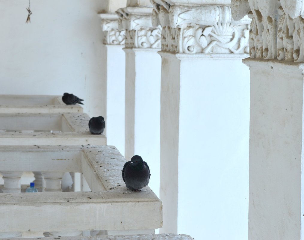 голуби на балконах - Александр. Самара Сорокин