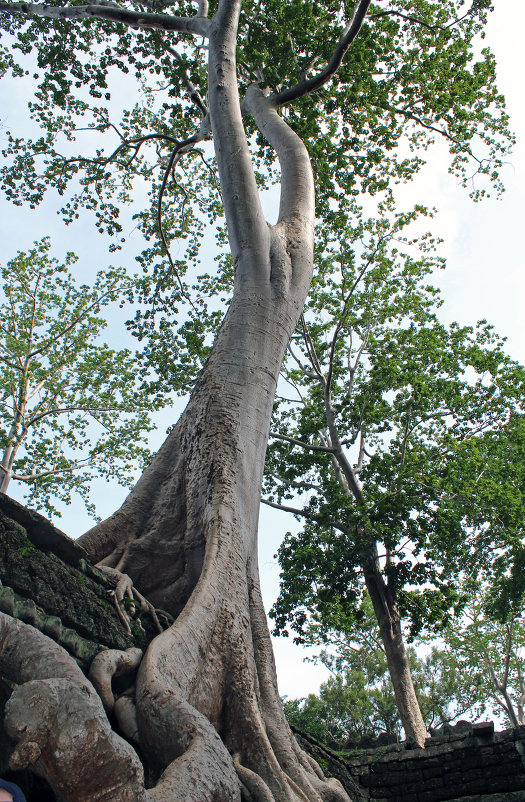 Камбоджа. Ангкор. Дерево, растущее на развалинах - Владимир Шибинский