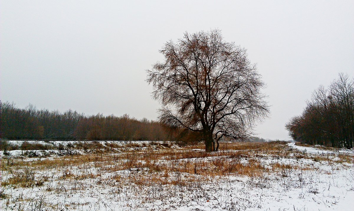 Осенне-зимняя зарисовка - Тамара Зеленюк