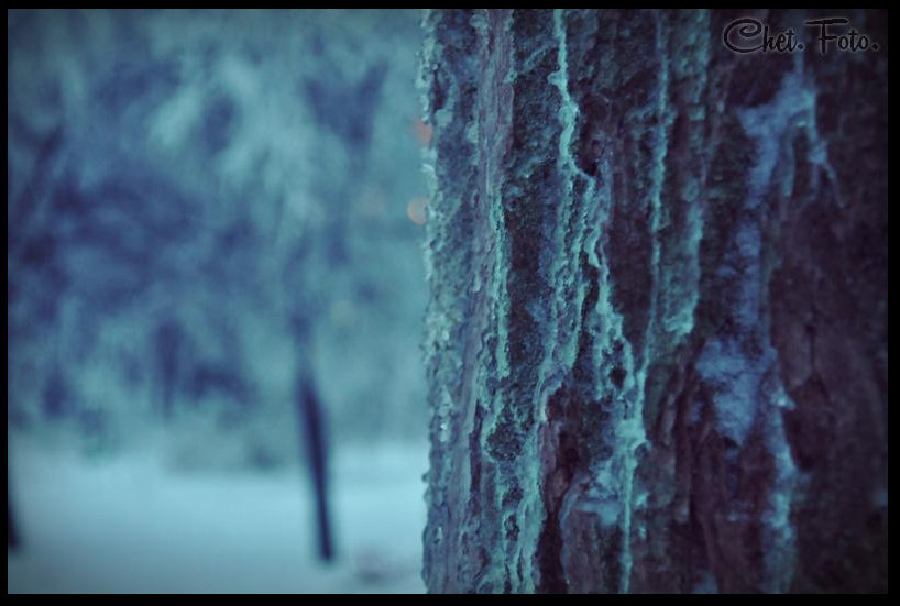 Зимнее дерево - Анастасия Сусманова