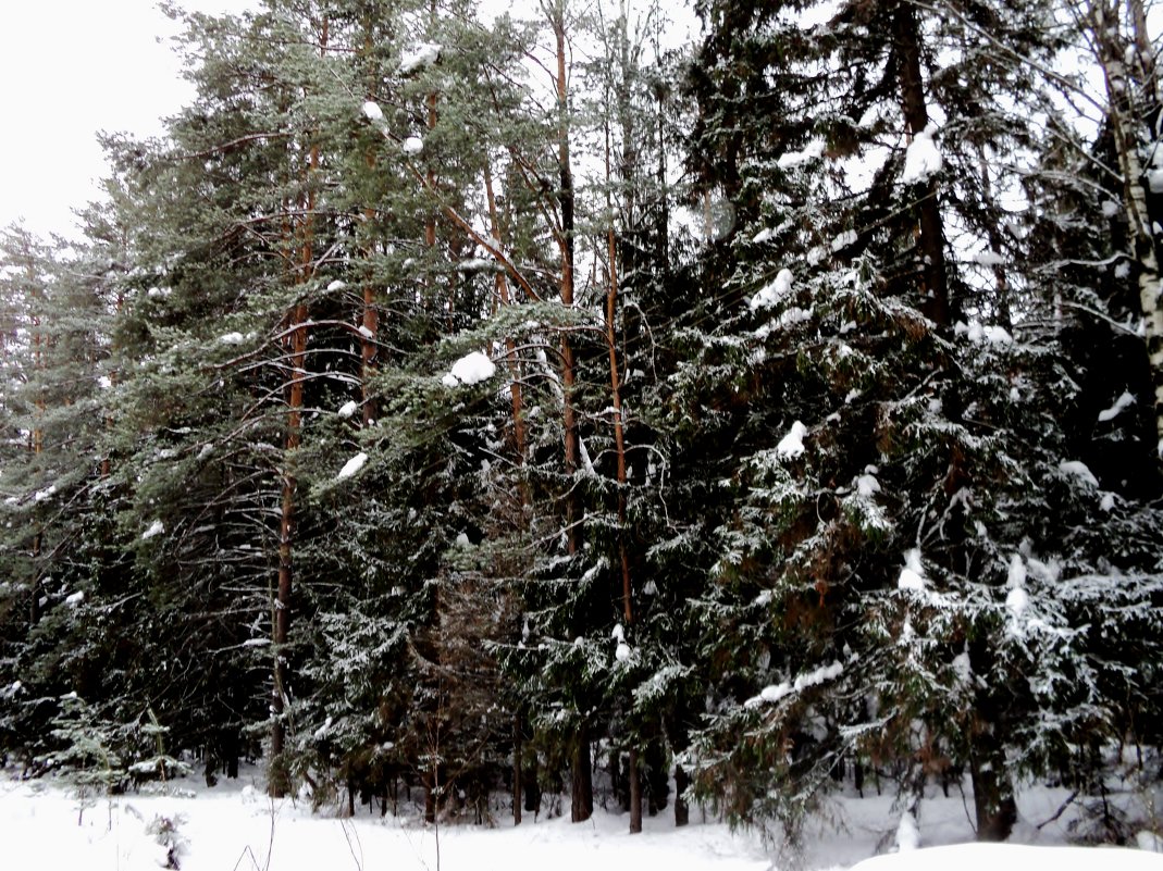 Шатурский лес зимой. - Ольга Кривых