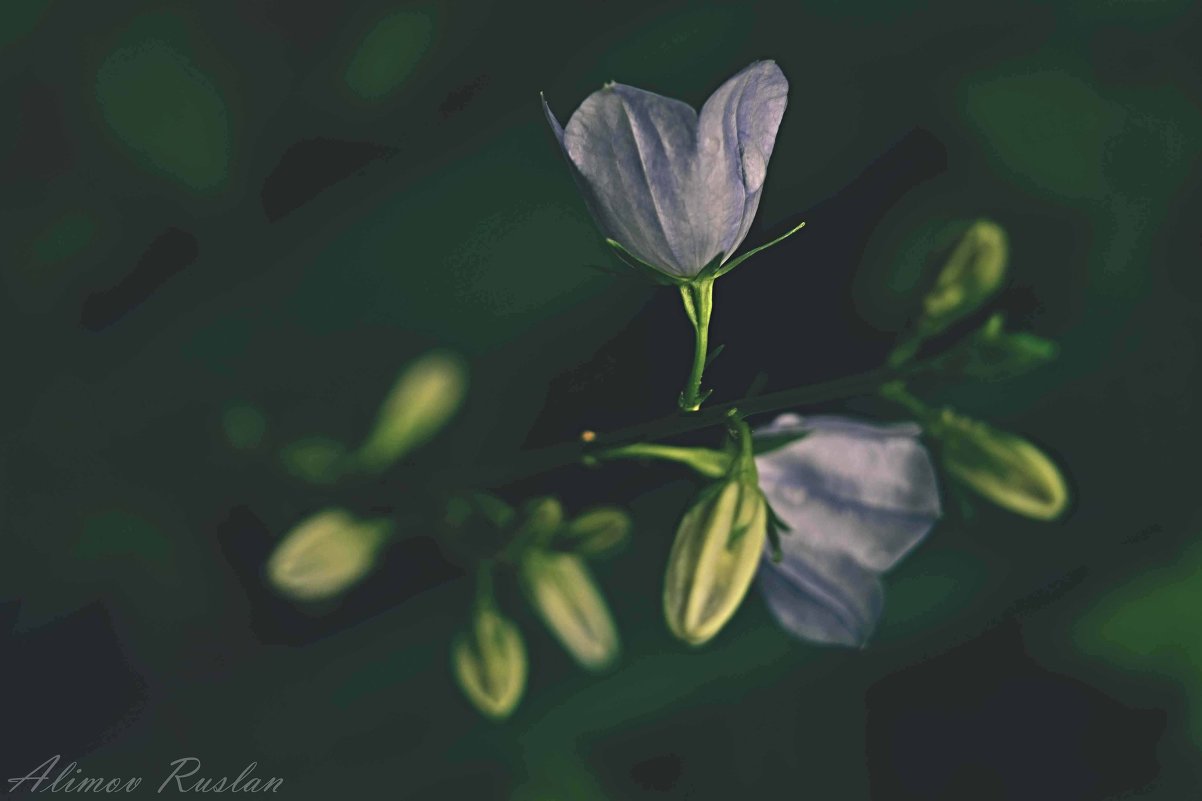 цветы - Руслан Алимов