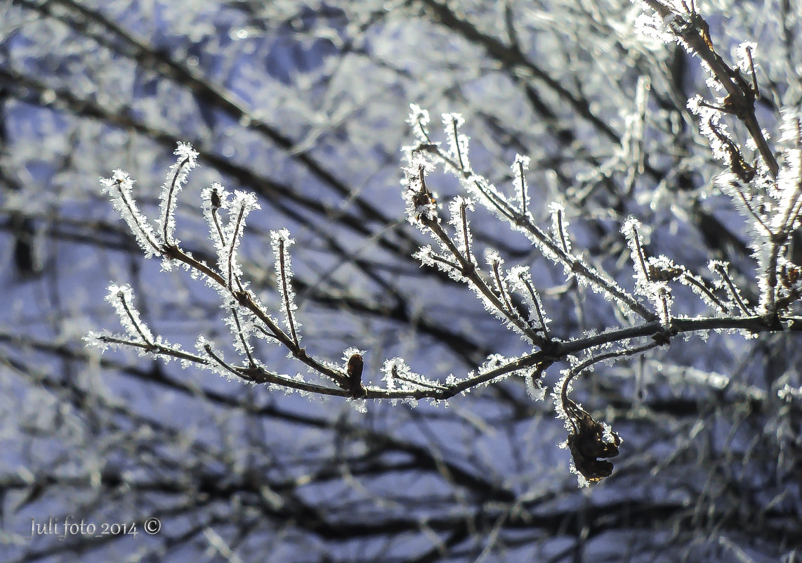 Мороз и солнце... веточка - Юлия ♥♥♥