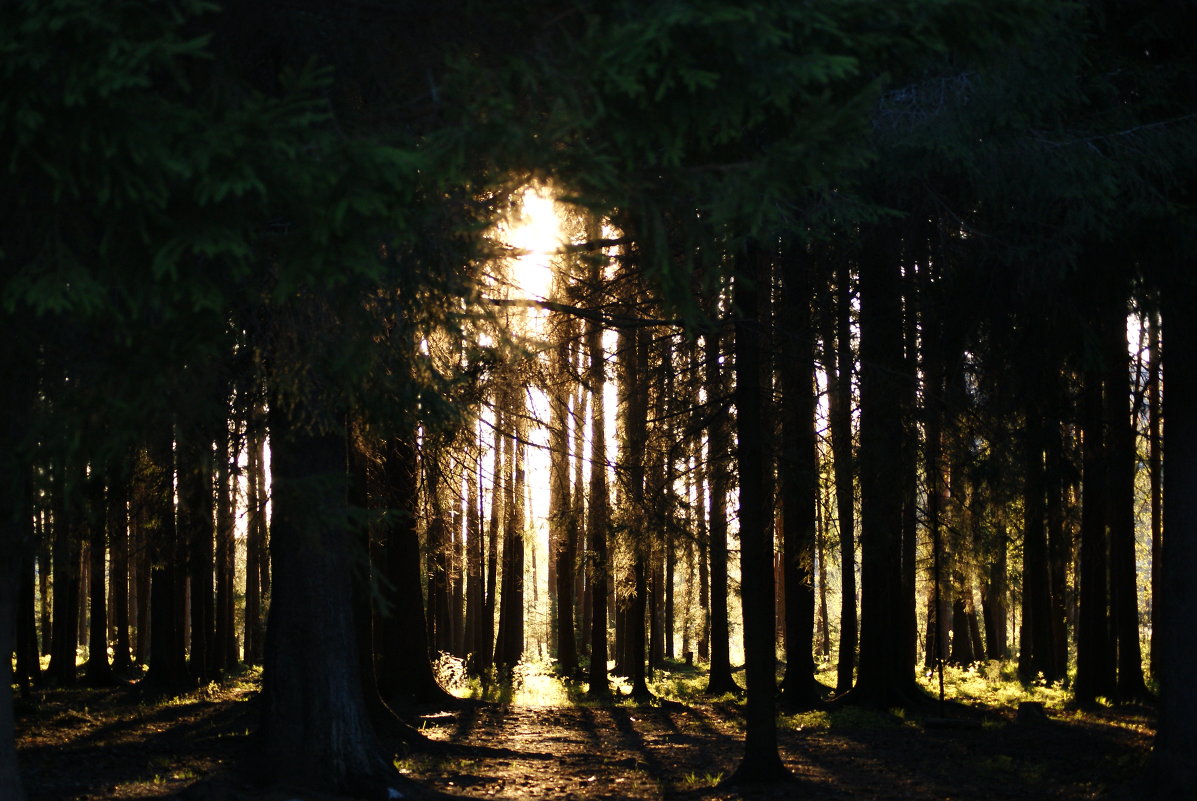 Солнце в лесу - Ольга Рыженкова