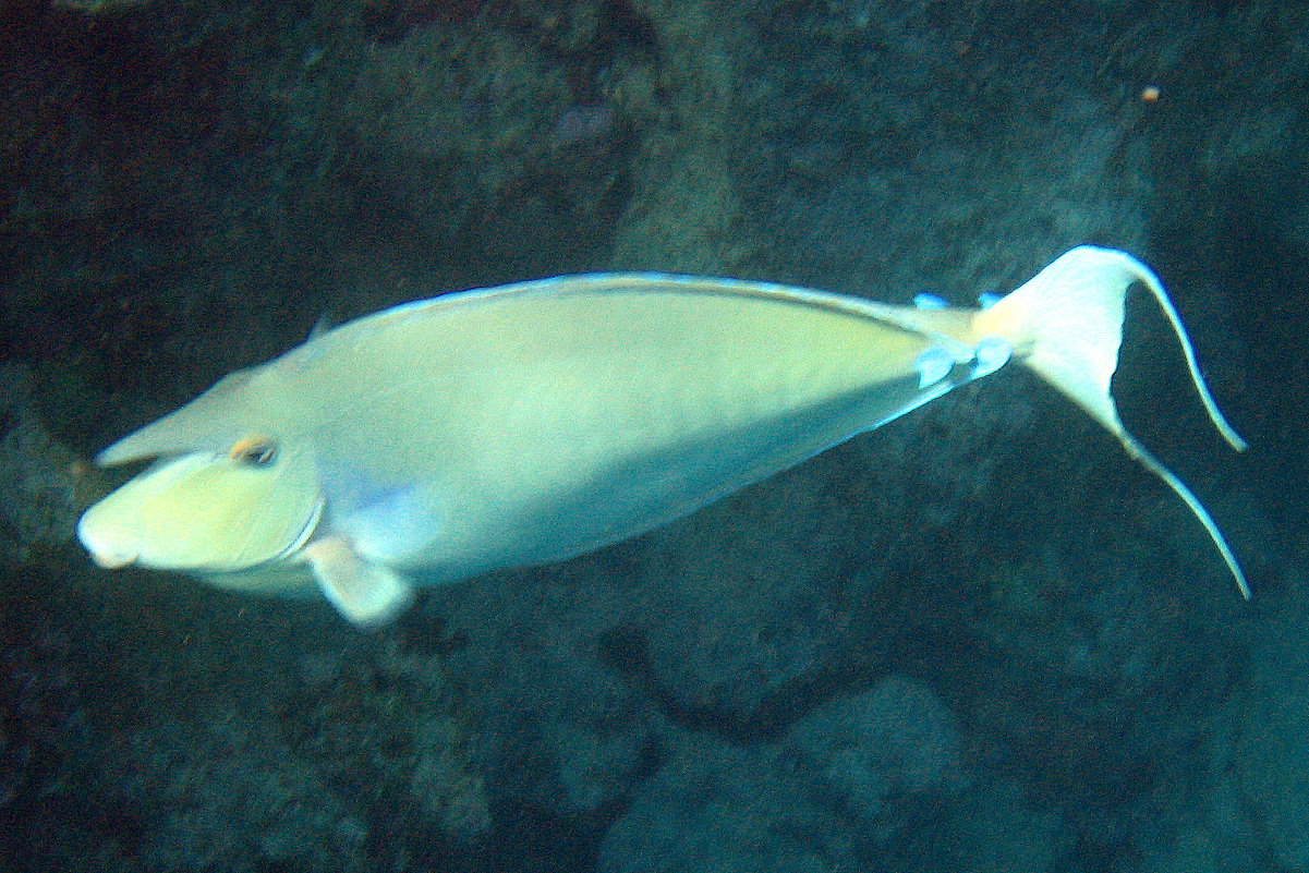Рыба 12 - PERDOFF 