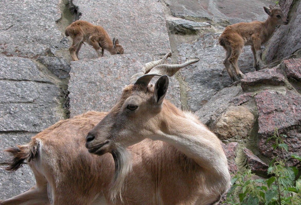 ZOO - Алексей Кобрин 