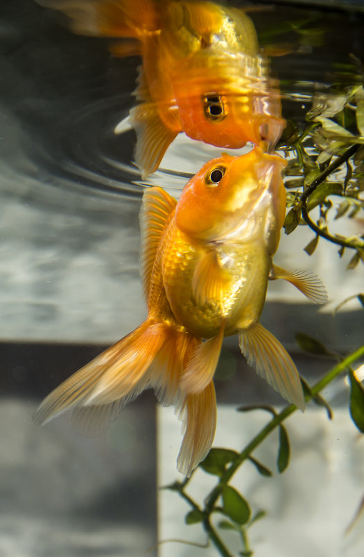 Золотая рыбка - Константин Лазуренко