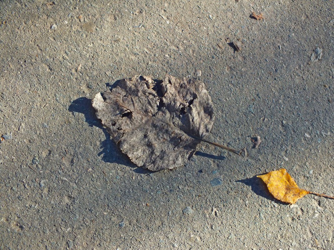 два листка на тротуаре. - Михаил Николаев