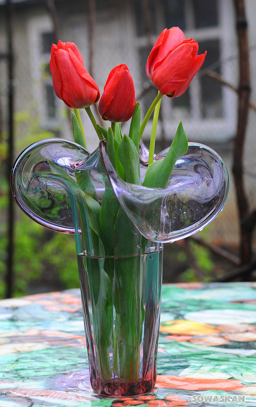 Тюльпаны - sowaskan Андрей Глушенко