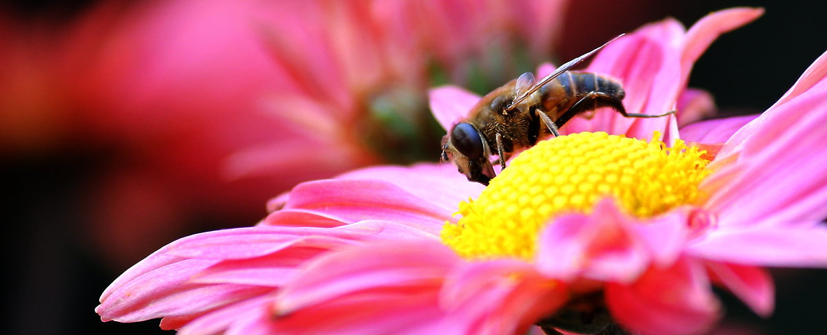 пчелка на хризюлике - Сергей Корейво