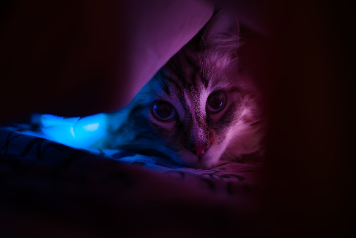 Night Cat:) - Константин Ройко