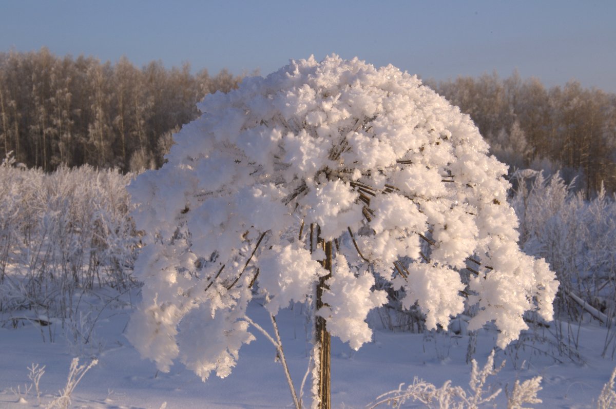 Окутан снегом - Juliya Fokina